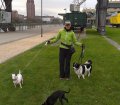 Pfotensitter: Hunde in Frankfurt am Main 