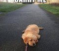 funny-dog-lying-down-leash-tired-carry-me-pics